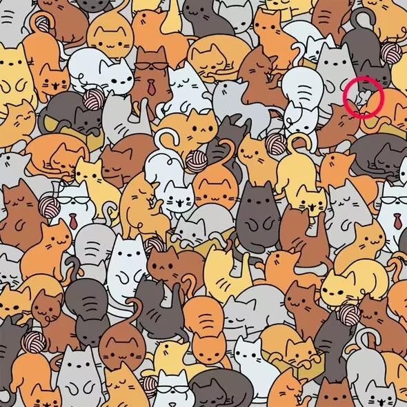 Rozwiązanie / Everypaw Pet Insurance