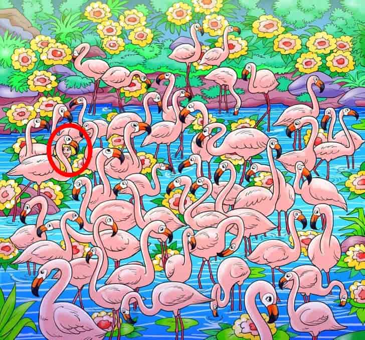 Łamigłówka, która doprowadzi cię do szaleństwa: tylko geniusze znajdą dziewczynę wśród flamingów