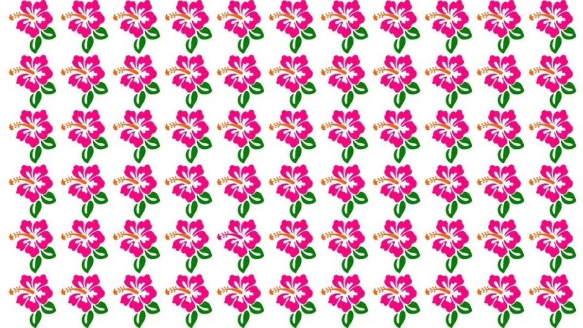 Znajdź niezwykły hibiskus na zdjęciu / fot. Fresherslive