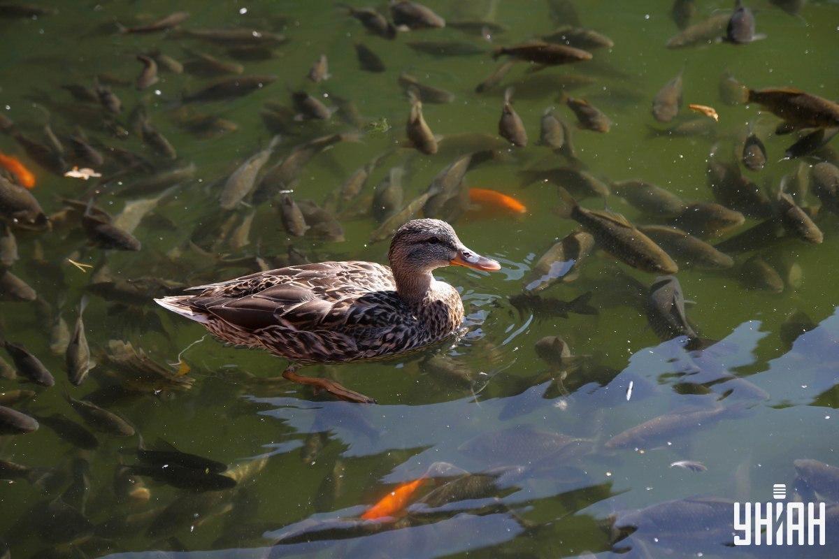 Dowiedz się, gdzie na zdjęciu znajduje się leniwa żaba - masz tylko kilka sekund / kolaż z Moje photo