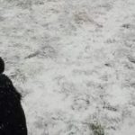 Łamigłówka dla osób z doskonałym wzrokiem: musisz znaleźć psa w