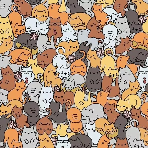 Puzzle / Everypaw Pet Insurance