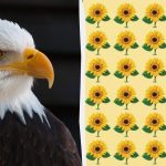 Masz sokoli wzrok, jeśli potrafisz znaleźć nieparzysty słonecznik w 9