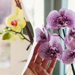 Orchidea nie kwitnie: kwiaciarnia podała dwa sposoby na naprawienie sytji